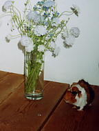 BETTI1